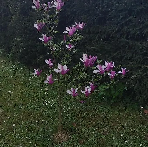 Smestaj Vanja Nyaraló